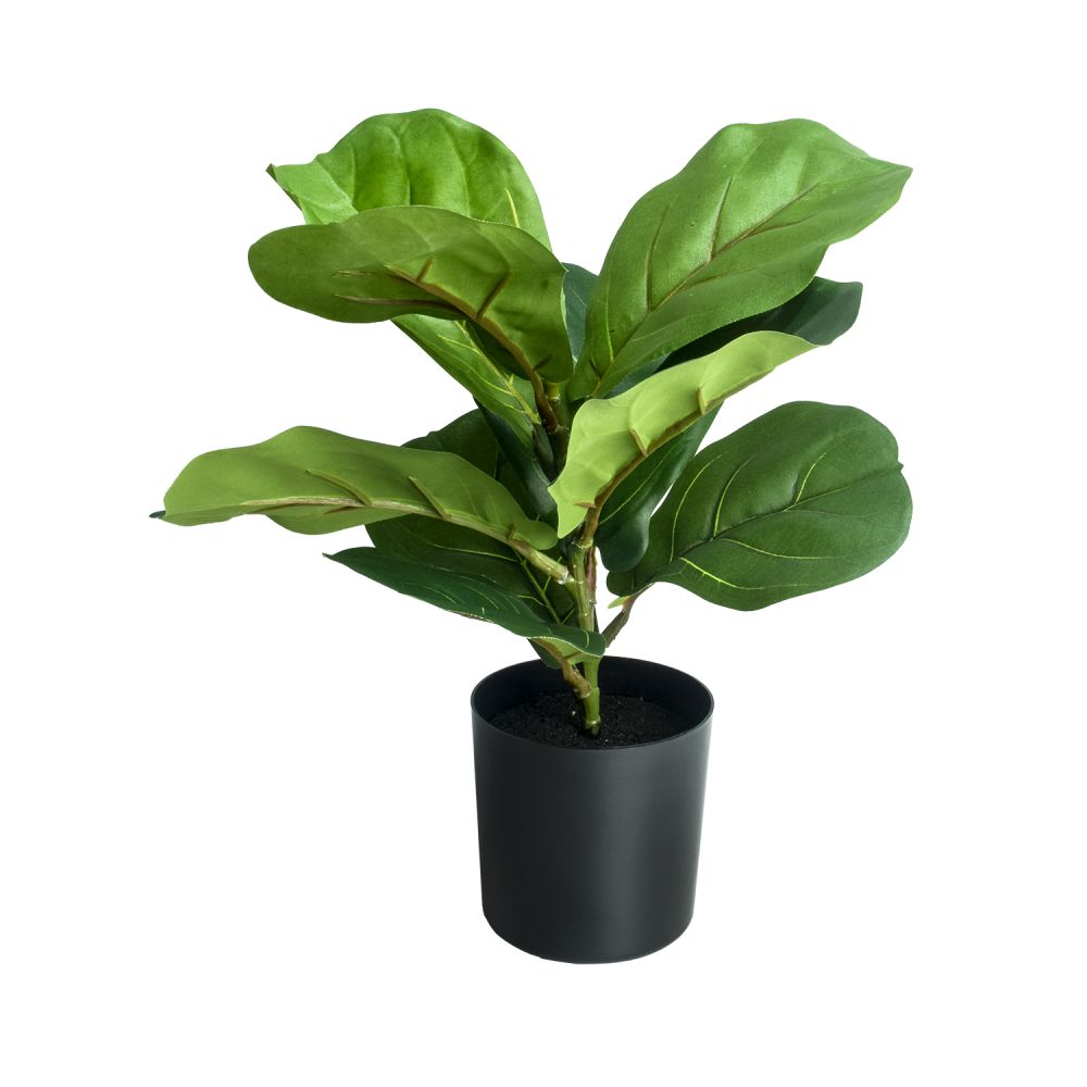 ficus-30-cm-1305