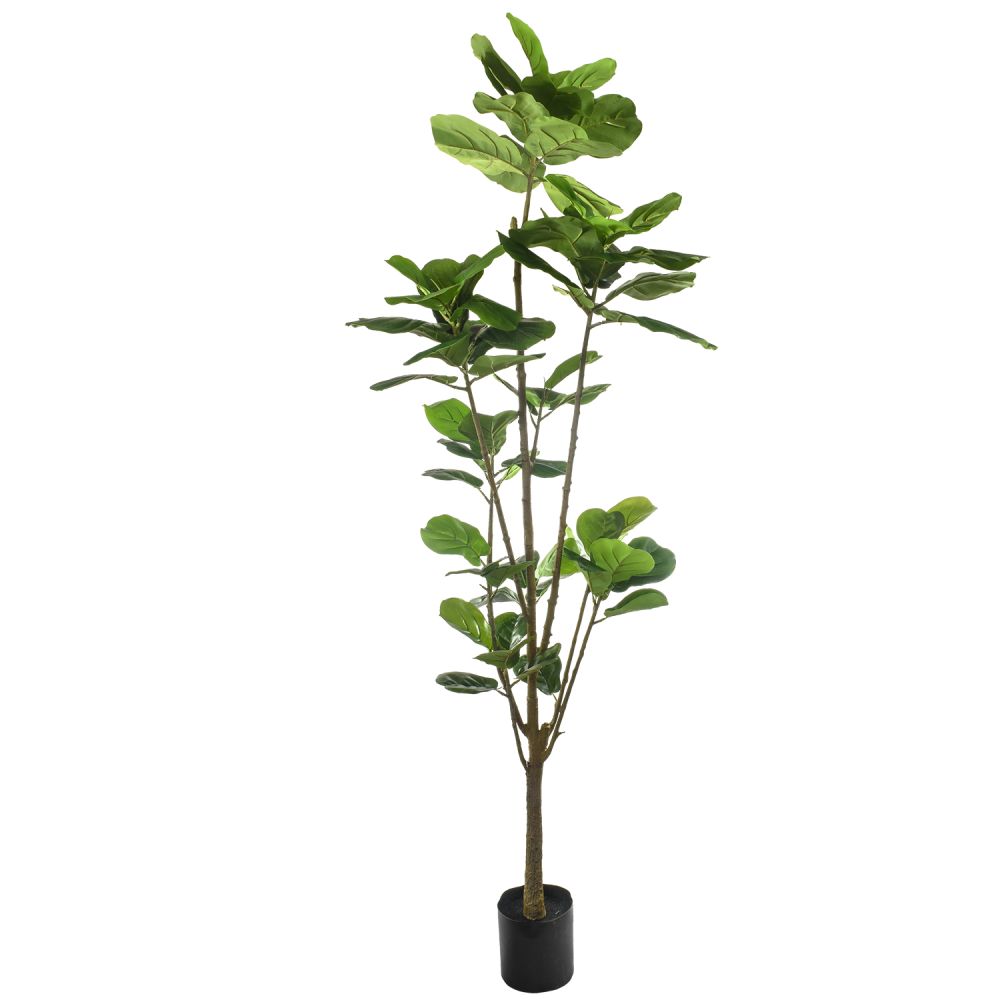 ficus-210-cm-1308