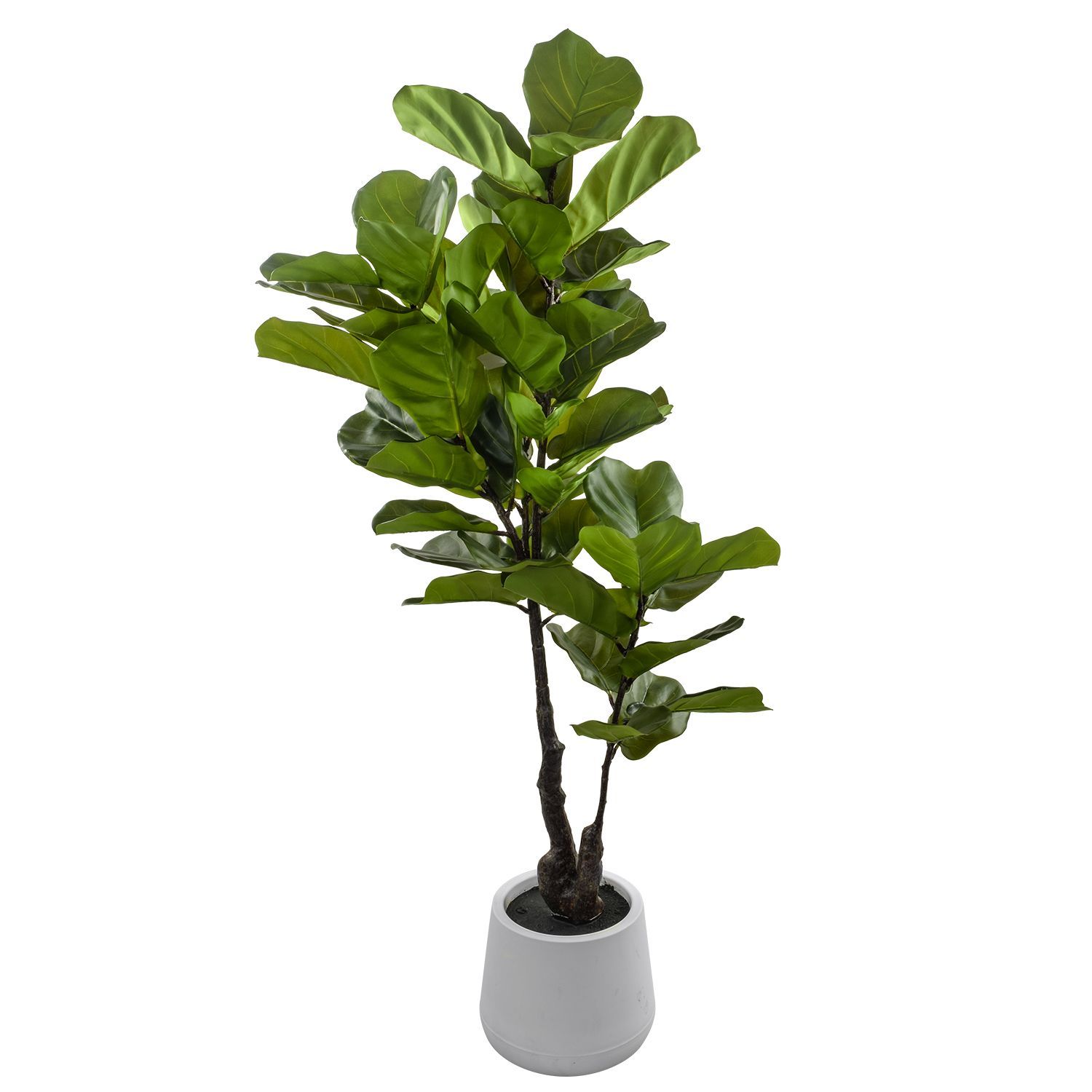 51339-FICUS160-2.jpg